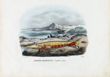 Camarão, 1863-79